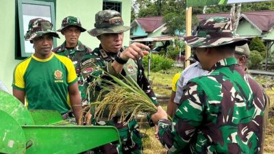 TNI Bersama Warga Papua Bangun Sawah dari Lahan Tidur, Panen Padi Empat Kali Setahun
