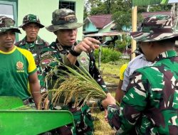 TNI Bersama Warga Papua Bangun Sawah dari Lahan Tidur, Panen Padi Empat Kali Setahun